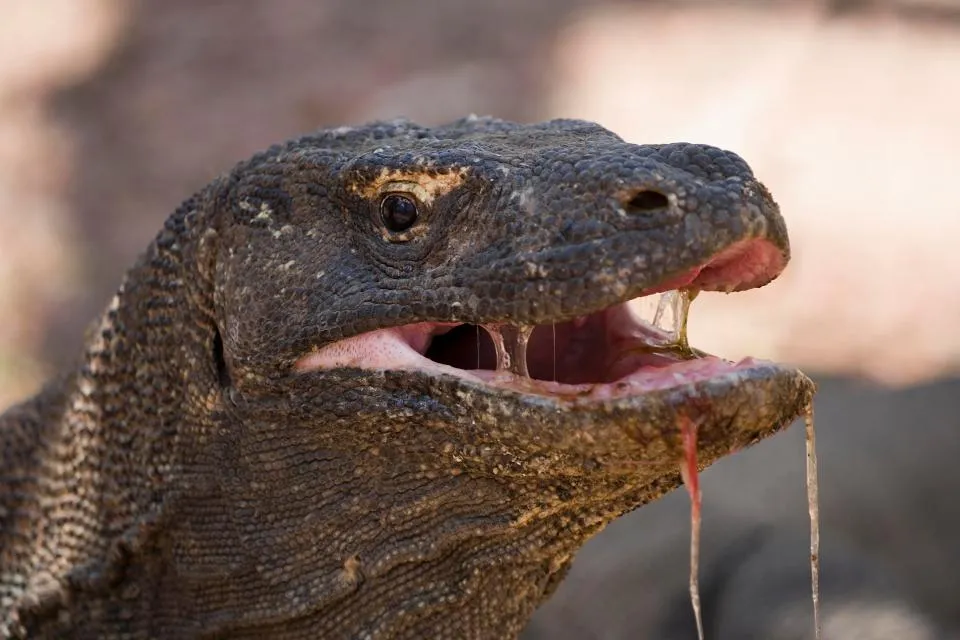 Komodo.jpg
